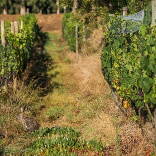 Olivedale Organic Wines